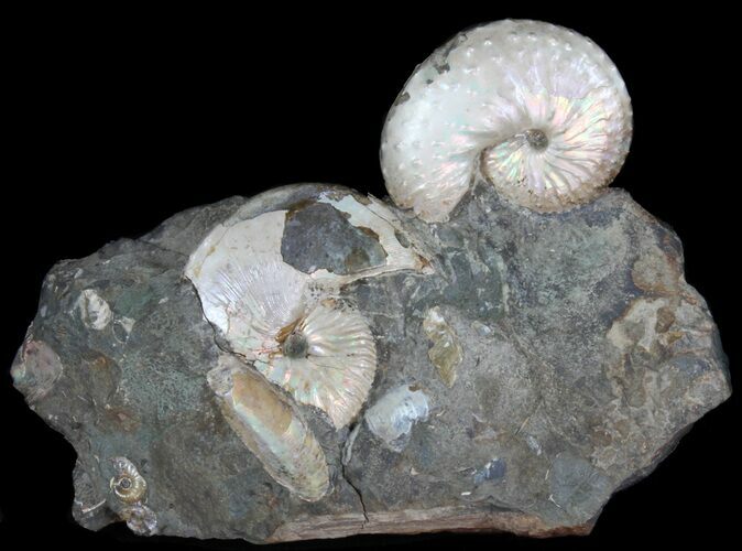 Iridescent Hoploscaphites Ammonite Specimen - South Dakota #38966